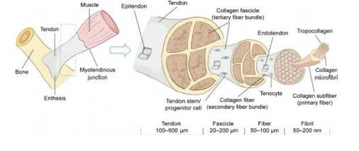 anatomie tendon